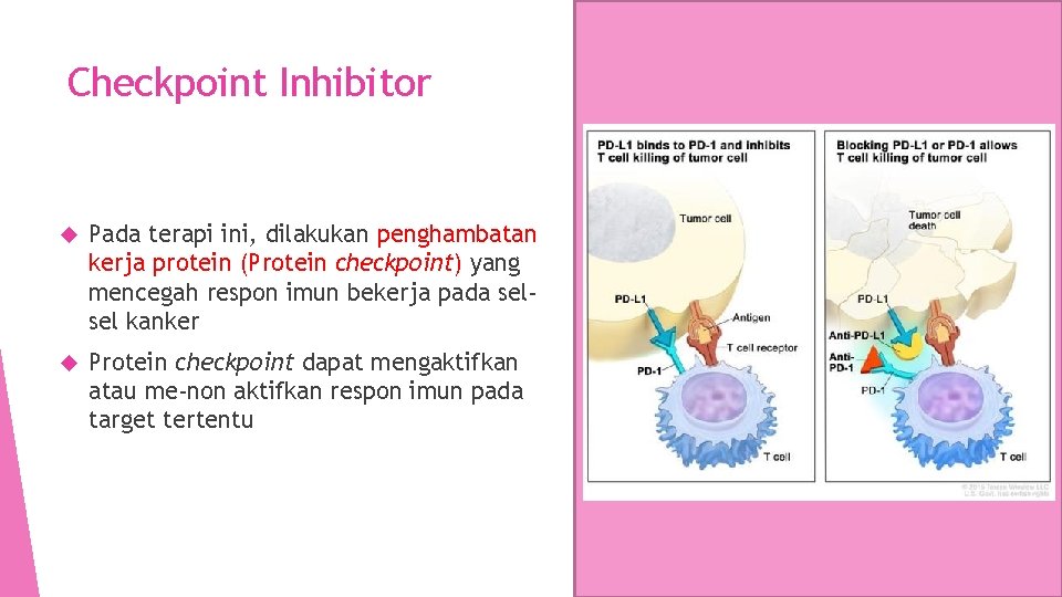 Checkpoint Inhibitor Pada terapi ini, dilakukan penghambatan kerja protein (Protein checkpoint) yang mencegah respon