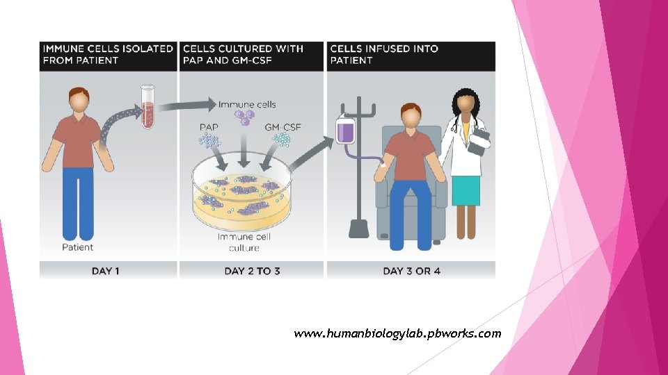 www. humanbiologylab. pbworks. com 