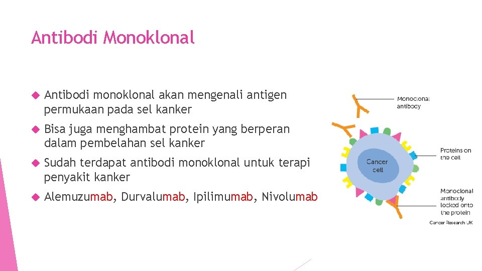 Antibodi Monoklonal Antibodi monoklonal akan mengenali antigen permukaan pada sel kanker Bisa juga menghambat