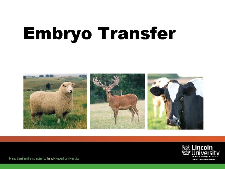 Embryo Transfer New Zealand’s specialist land-based university 