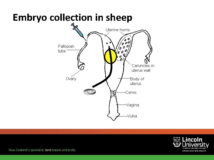 Embryo collection in sheep New Zealand’s specialist land-based university 