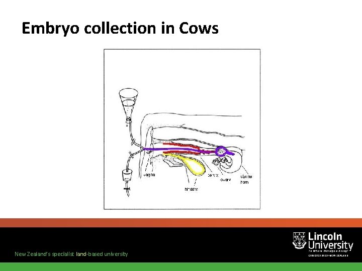 Embryo collection in Cows New Zealand’s specialist land-based university 