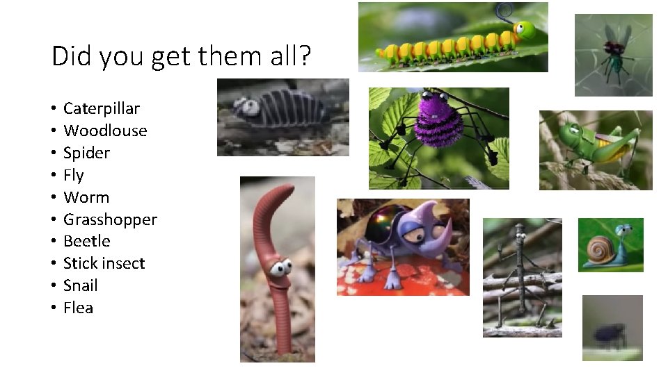 Did you get them all? • • • Caterpillar Woodlouse Spider Fly Worm Grasshopper Did you get them all? • • • Caterpillar Woodlouse Spider Fly Worm Grasshopper