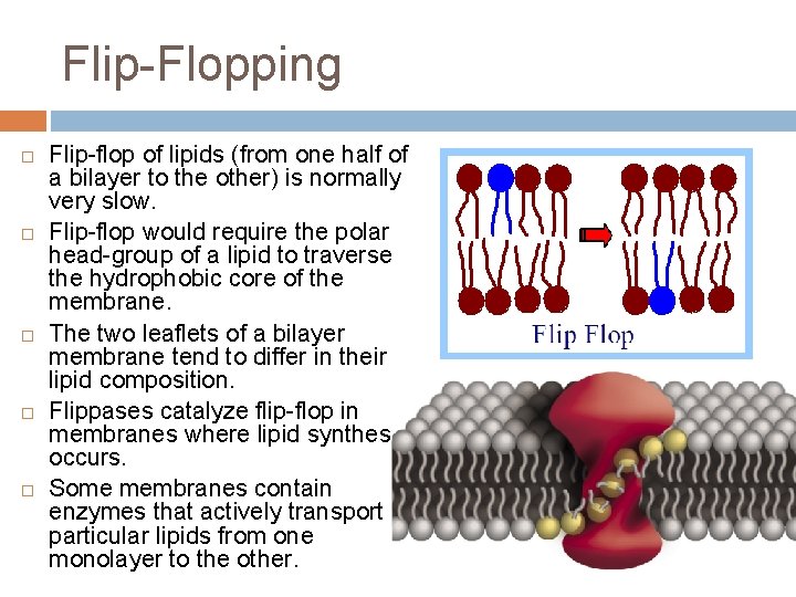 Flip-Flopping Flip-flop of lipids (from one half of a bilayer to the other) is