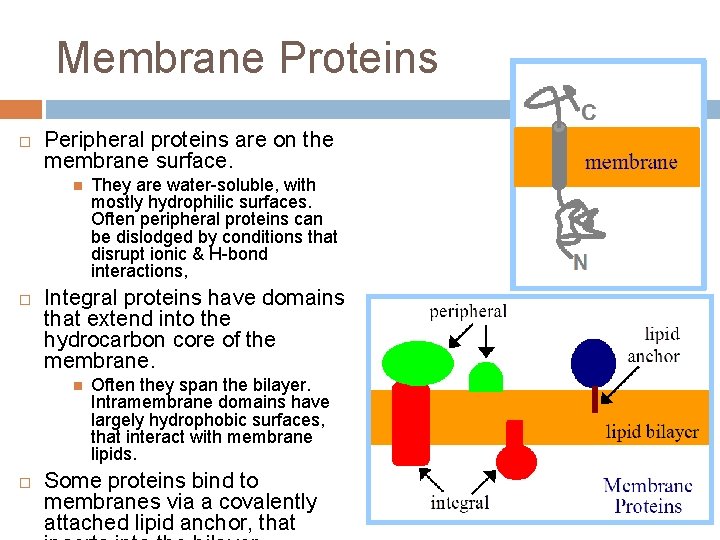 Membrane Proteins Peripheral proteins are on the membrane surface. Integral proteins have domains that