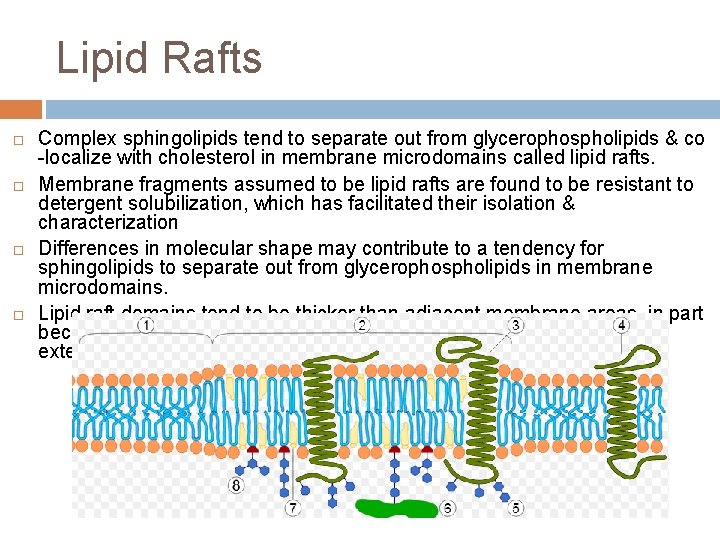 Lipid Rafts Complex sphingolipids tend to separate out from glycerophospholipids & co -localize with