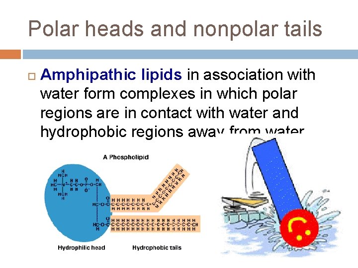 Polar heads and nonpolar tails Amphipathic lipids in association with water form complexes in