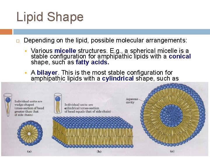 Lipid Shape Depending on the lipid, possible molecular arrangements: w Various micelle structures. E.