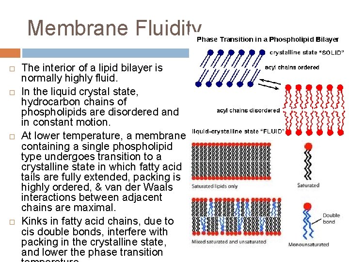 Membrane Fluidity The interior of a lipid bilayer is normally highly fluid. In the