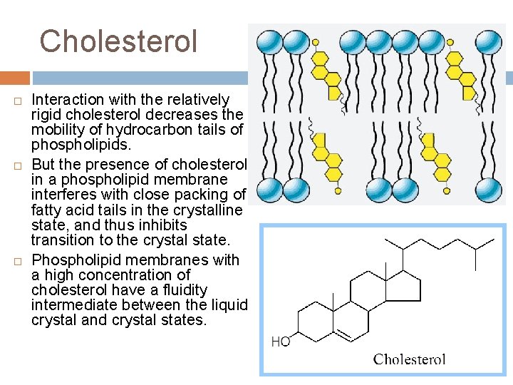 Cholesterol Interaction with the relatively rigid cholesterol decreases the mobility of hydrocarbon tails of