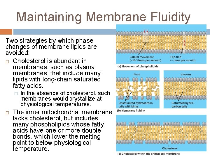 MEMBRANES Polar heads and nonpolar tails Amphipathic lipids
