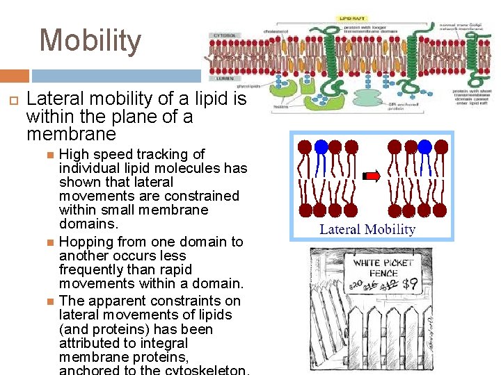 Mobility Lateral mobility of a lipid is within the plane of a membrane High