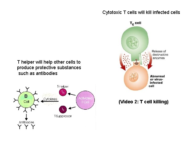 Cytotoxic T cells will kill infected cells T helper will help other cells to