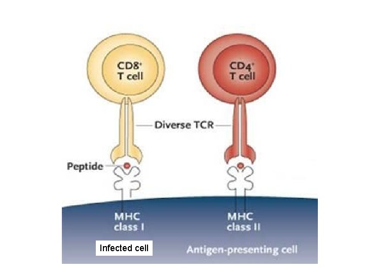 Infected cell 