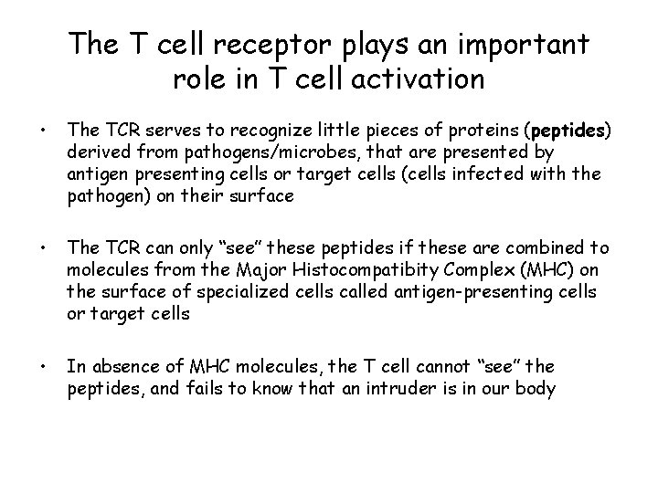 The T cell receptor plays an important role in T cell activation • The