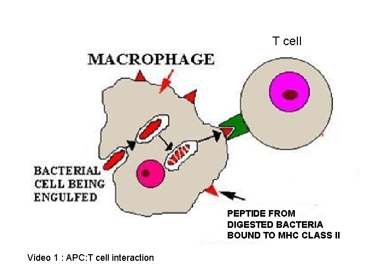 T cell PEPTIDE FROM DIGESTED BACTERIA BOUND TO MHC CLASS II Video 1 :