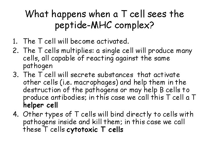 What happens when a T cell sees the peptide-MHC complex? 1. The T cell