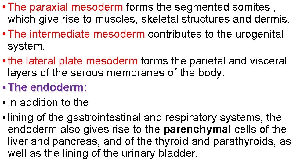  • The paraxial mesoderm forms the segmented somites , which give rise to