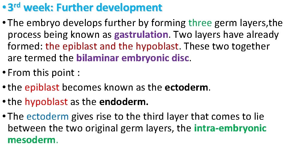  • 3 rd week: Further development • The embryo develops further by forming