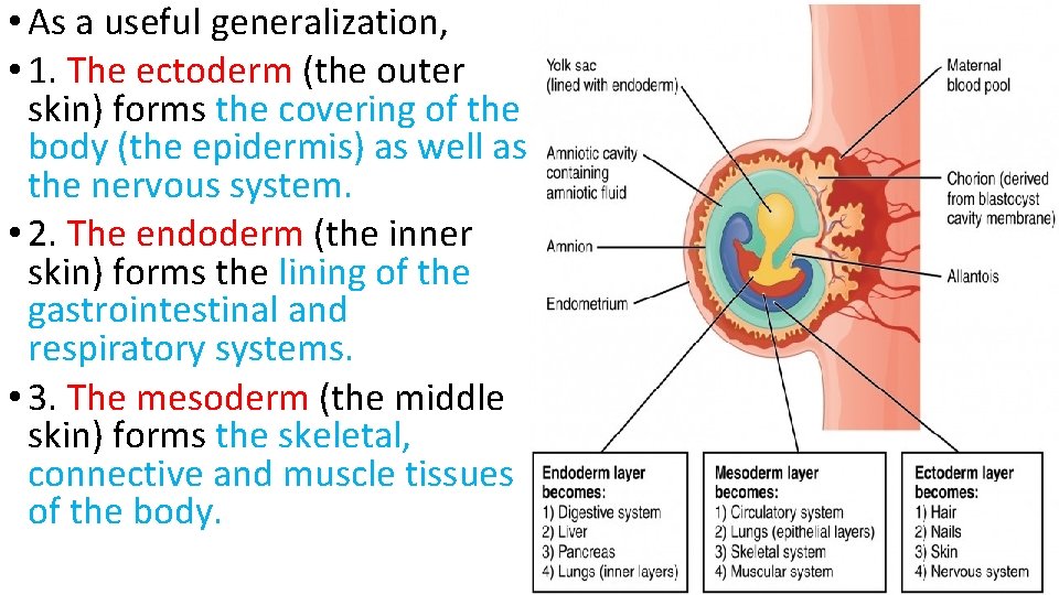  • As a useful generalization, • 1. The ectoderm (the outer skin) forms