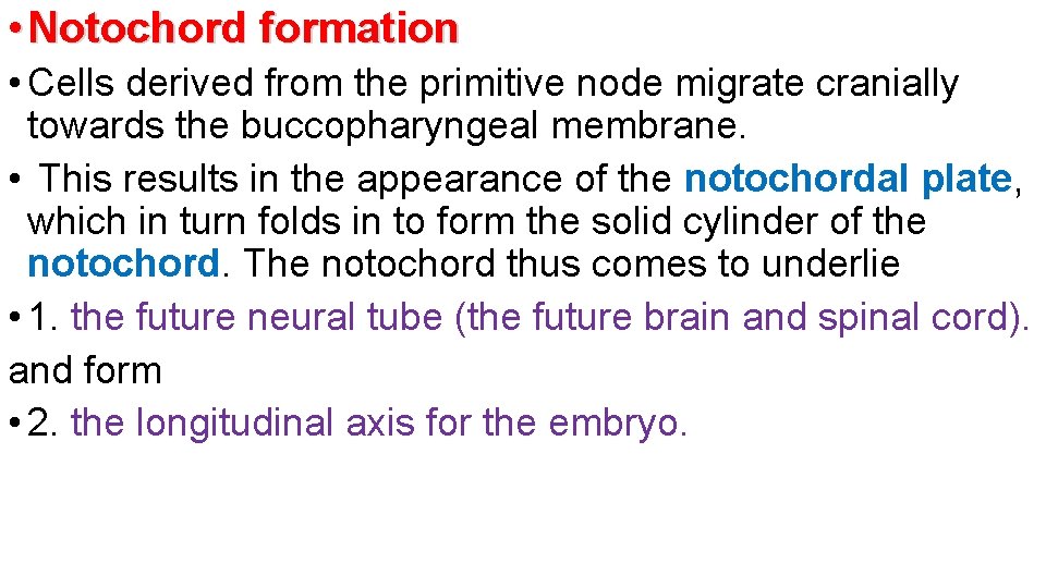  • Notochord formation • Cells derived from the primitive node migrate cranially towards