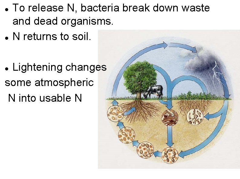  To release N, bacteria break down waste and dead organisms. N returns to