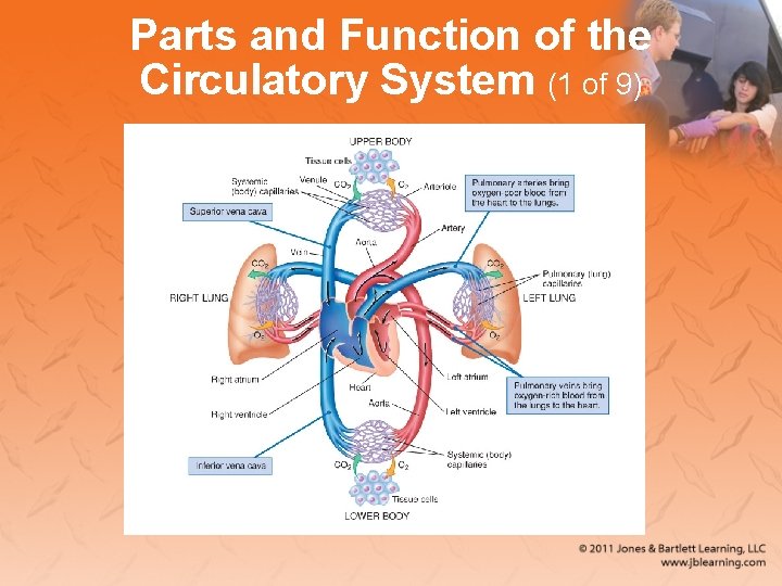 Parts and Function of the Circulatory System (1 of 9) 