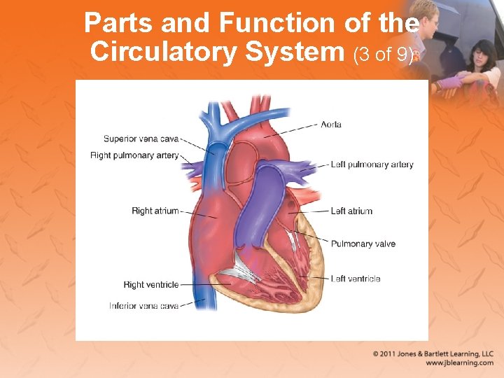 Parts and Function of the Circulatory System (3 of 9) 