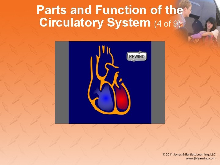 Parts and Function of the Circulatory System (4 of 9) 