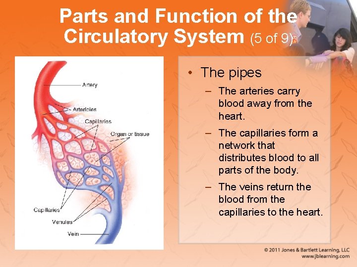 Parts and Function of the Circulatory System (5 of 9) • The pipes –