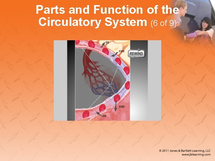 Parts and Function of the Circulatory System (6 of 9) 