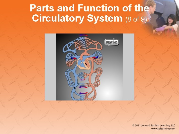 Parts and Function of the Circulatory System (8 of 9) 