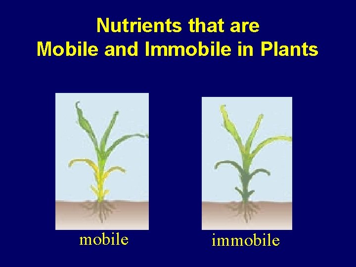 Nutrients that are Mobile and Immobile in Plants mobile immobile 