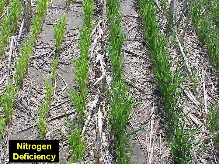 Nitrogen Deficiency 