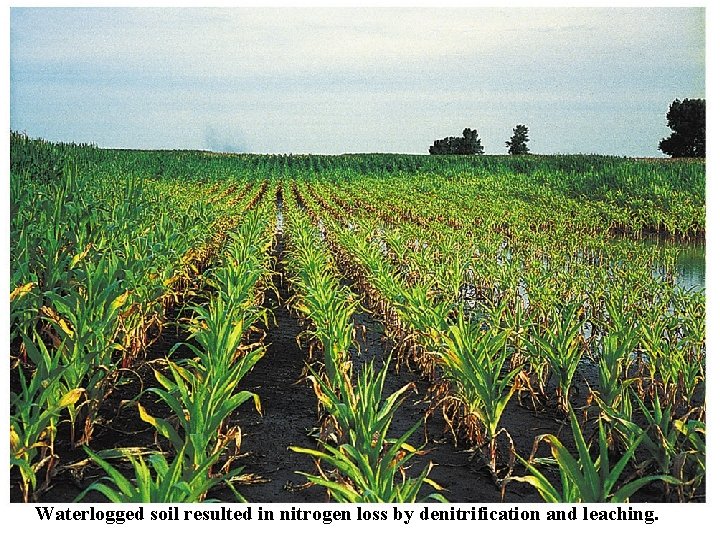 Waterlogged soil resulted in nitrogen loss by denitrification and leaching. 
