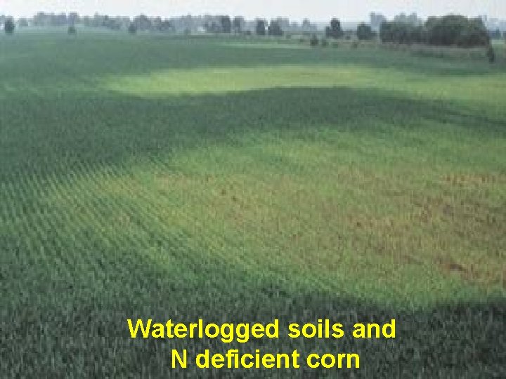 Waterlogged soils and N deficient corn 