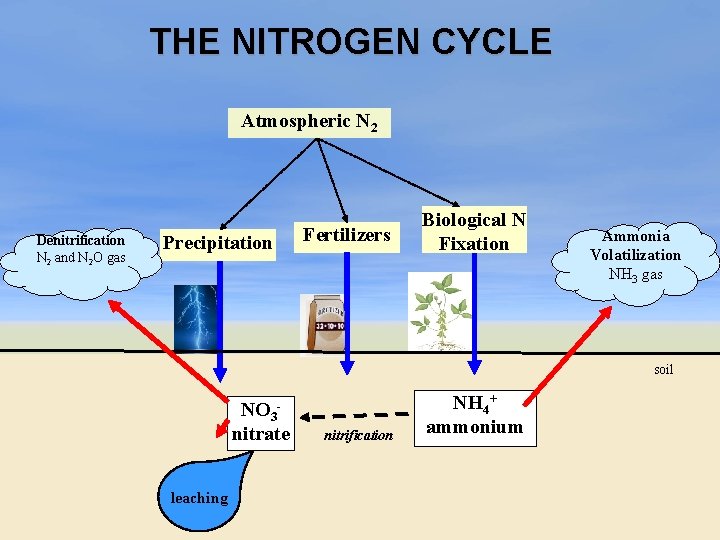 THE NITROGEN CYCLE Atmospheric N 2 Denitrification N 2 and N 2 O gas