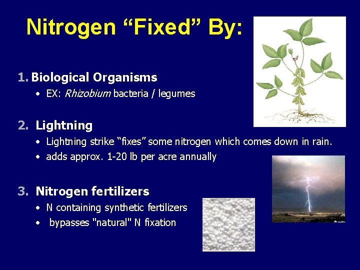 Nitrogen “Fixed” By: 1. Biological Organisms • EX: Rhizobium bacteria / legumes 2. Lightning