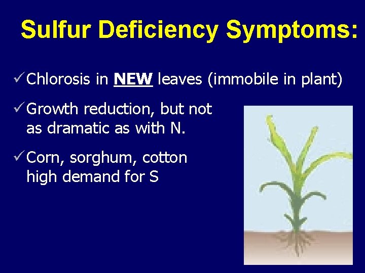 Sulfur Deficiency Symptoms: ü Chlorosis in NEW leaves (immobile in plant) ü Growth reduction,