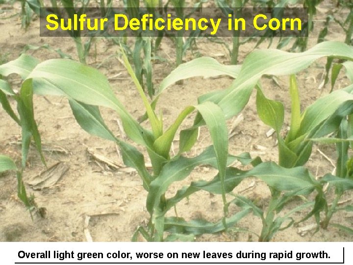 Sulfur Deficiency in Corn Overall light green color, worse on new leaves during rapid