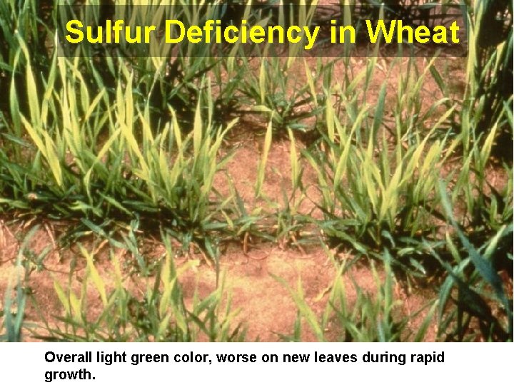 Sulfur Deficiency in Wheat Overall light green color, worse on new leaves during rapid
