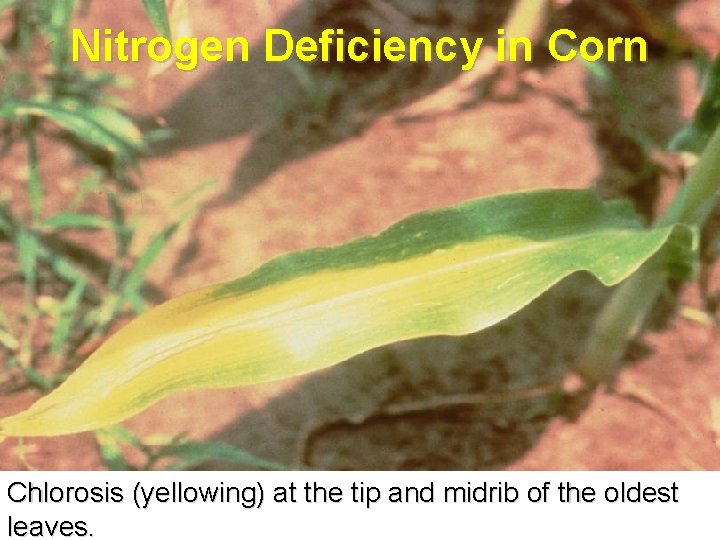Nitrogen Deficiency in Corn Chlorosis (yellowing) at the tip and midrib of the oldest