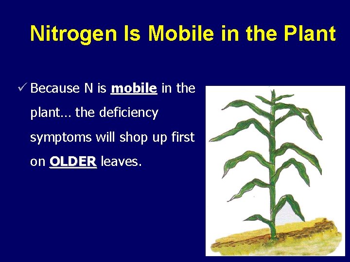 Nitrogen Is Mobile in the Plant ü Because N is mobile in the plant…