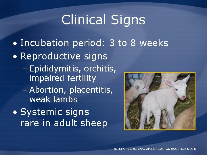 Clinical Signs • Incubation period: 3 to 8 weeks • Reproductive signs – Epididymitis,