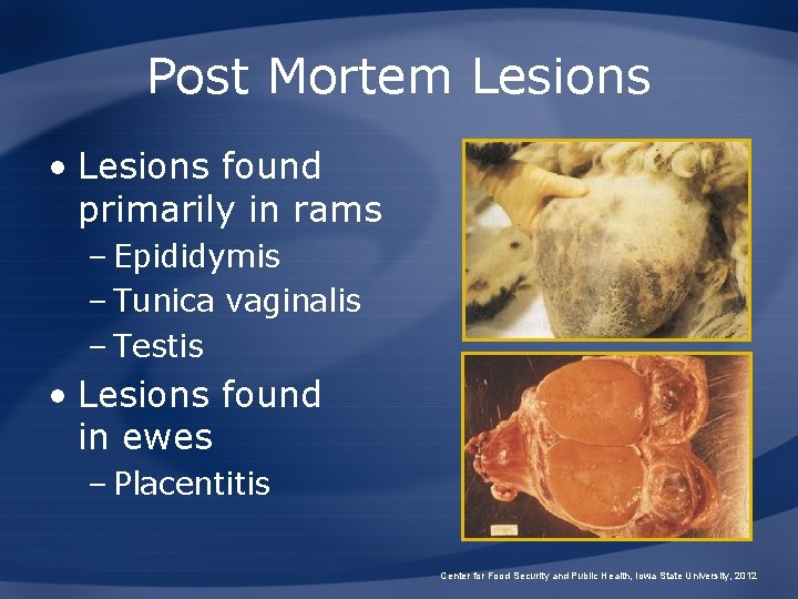 Post Mortem Lesions • Lesions found primarily in rams – Epididymis – Tunica vaginalis