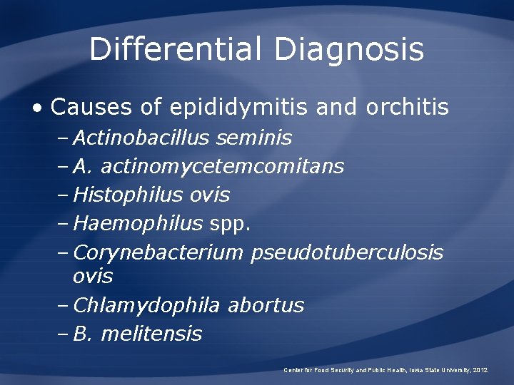 Differential Diagnosis • Causes of epididymitis and orchitis – Actinobacillus seminis – A. actinomycetemcomitans