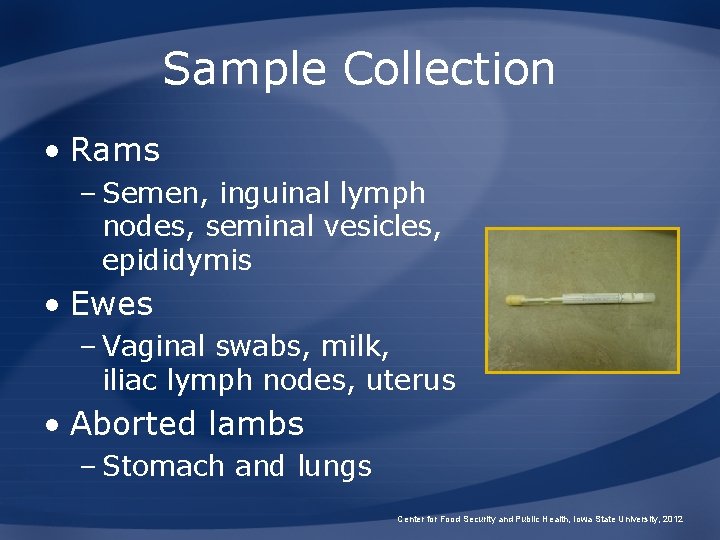 Sample Collection • Rams – Semen, inguinal lymph nodes, seminal vesicles, epididymis • Ewes