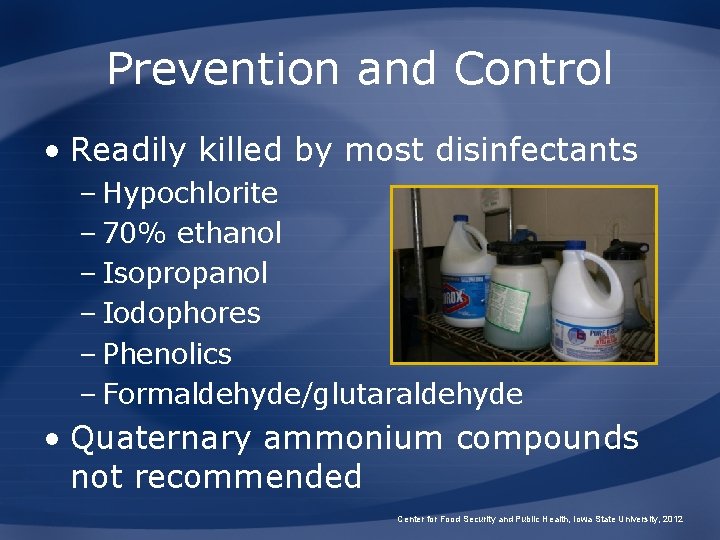 Prevention and Control • Readily killed by most disinfectants – Hypochlorite – 70% ethanol