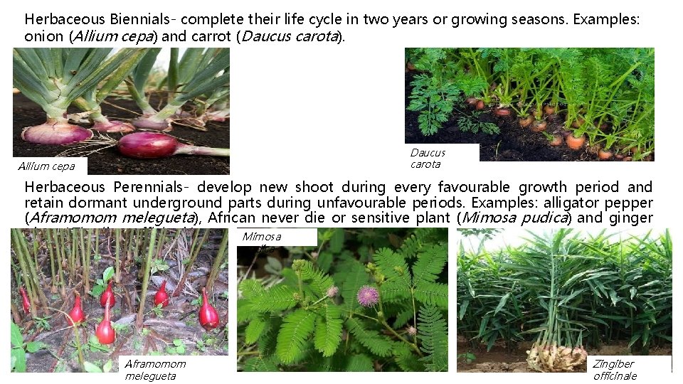 Herbaceous Biennials- complete their life cycle in two years or growing seasons. Examples: onion