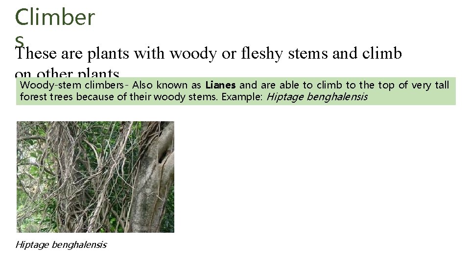 Climber s. These are plants with woody or fleshy stems and climb on other